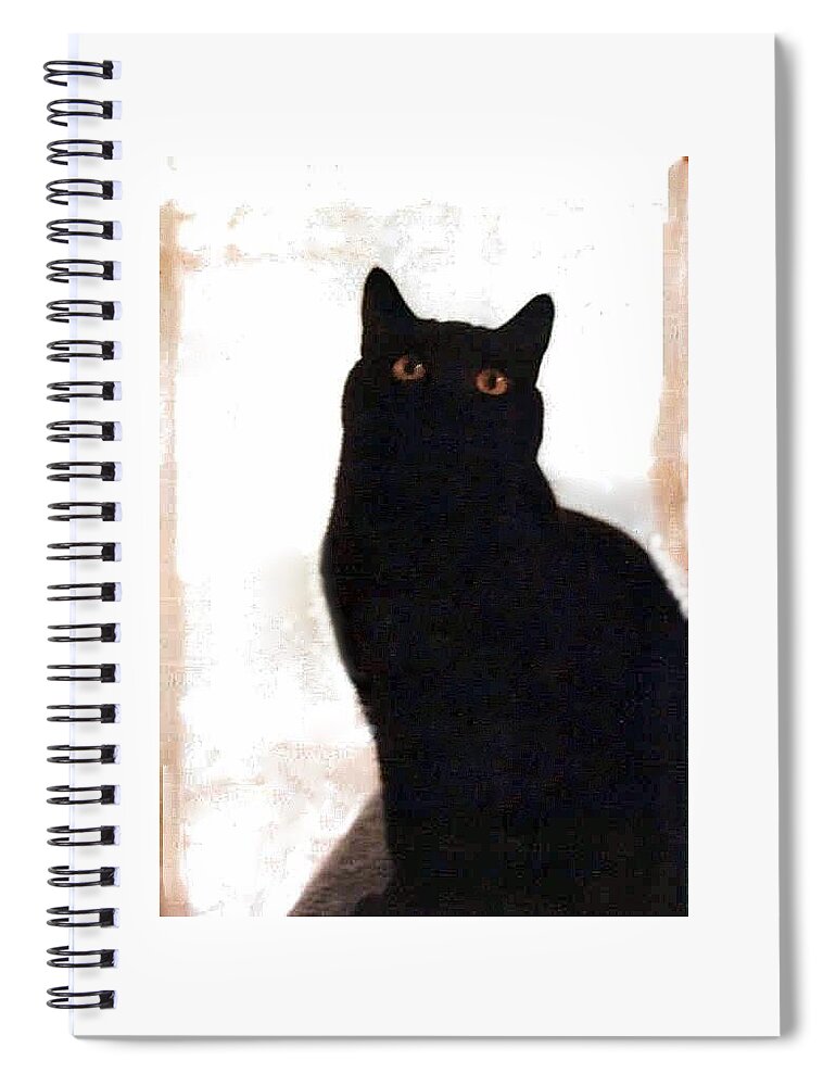 Cats Spiral Notebook featuring the photograph Panther the British Shorthair Cat by Judy Kennedy