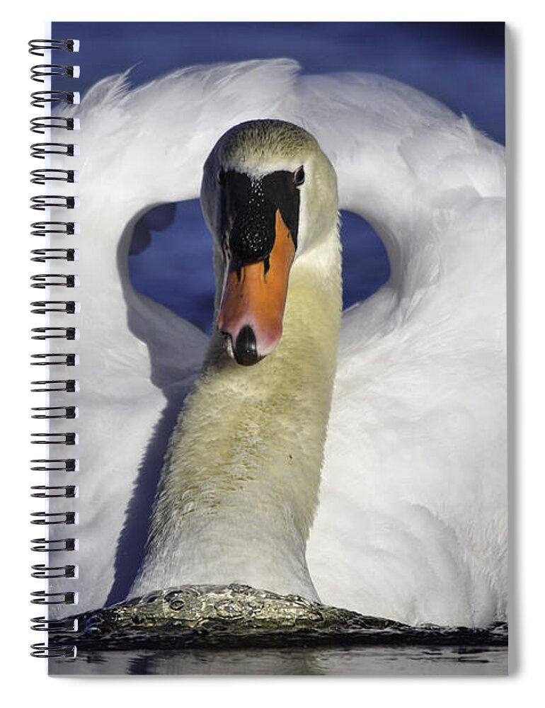 Swan Spiral Notebook featuring the photograph Papa Swan Full Throttle by Linda Howes