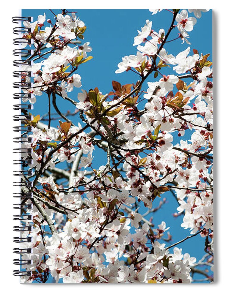 Almond Spiral Notebook featuring the photograph Parque Del Oeste, Madrid by Ilan Rosen