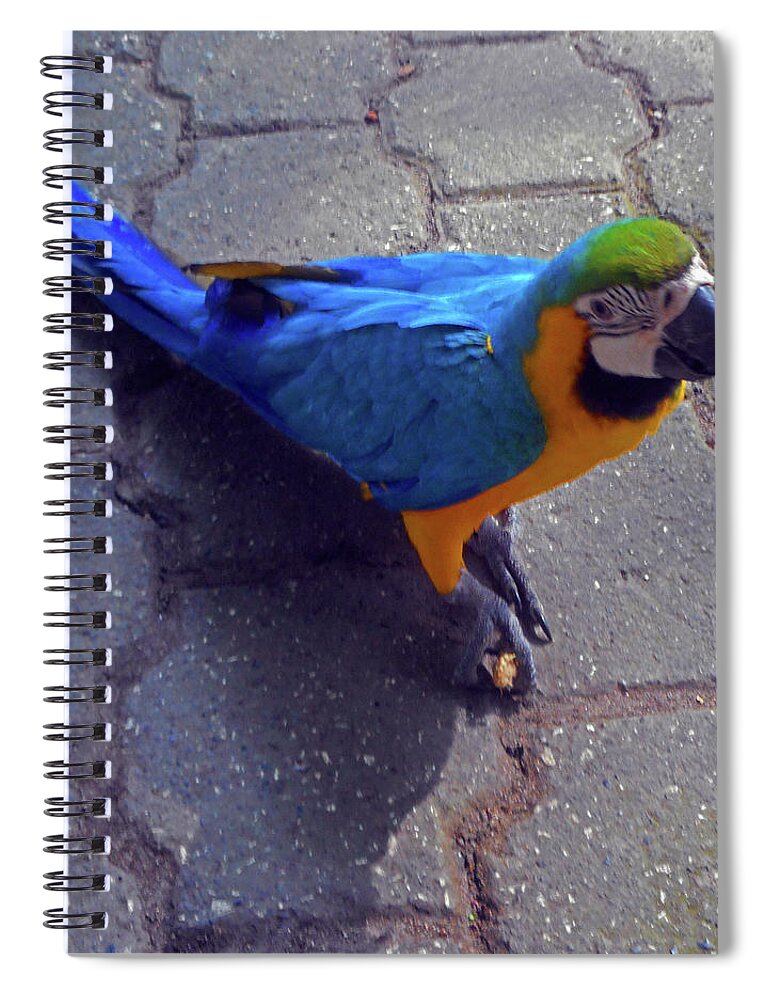 Cartagena Spiral Notebook featuring the photograph Parrots 6 by Ron Kandt