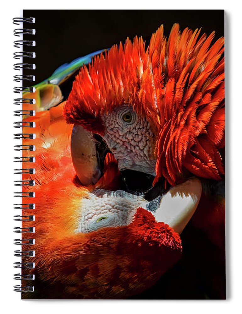 Parrots Spiral Notebook featuring the photograph Parrots by Mitch Shindelbower