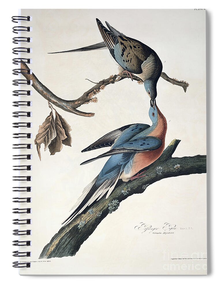 Passenger Pigeon Spiral Notebook featuring the drawing Passenger Pigeon by John James Audubon