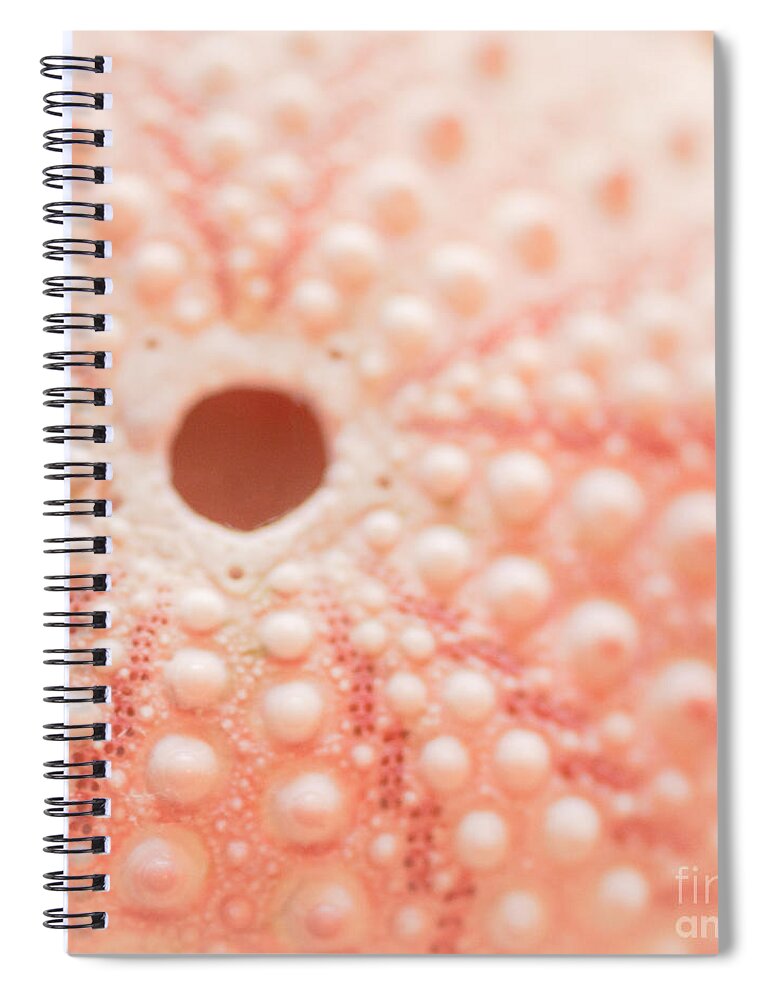 Seashell Spiral Notebook featuring the photograph Pastel Keyhole by Ana V Ramirez