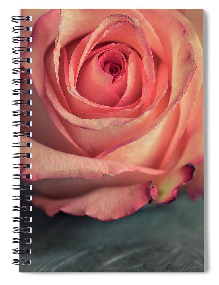Closeup Spiral Notebook featuring the photograph Pastel pink rose by Jaroslaw Blaminsky