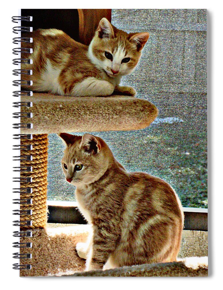 Patch & Dom Spiral Notebook featuring the photograph Patch and Dom by Bob Johnson