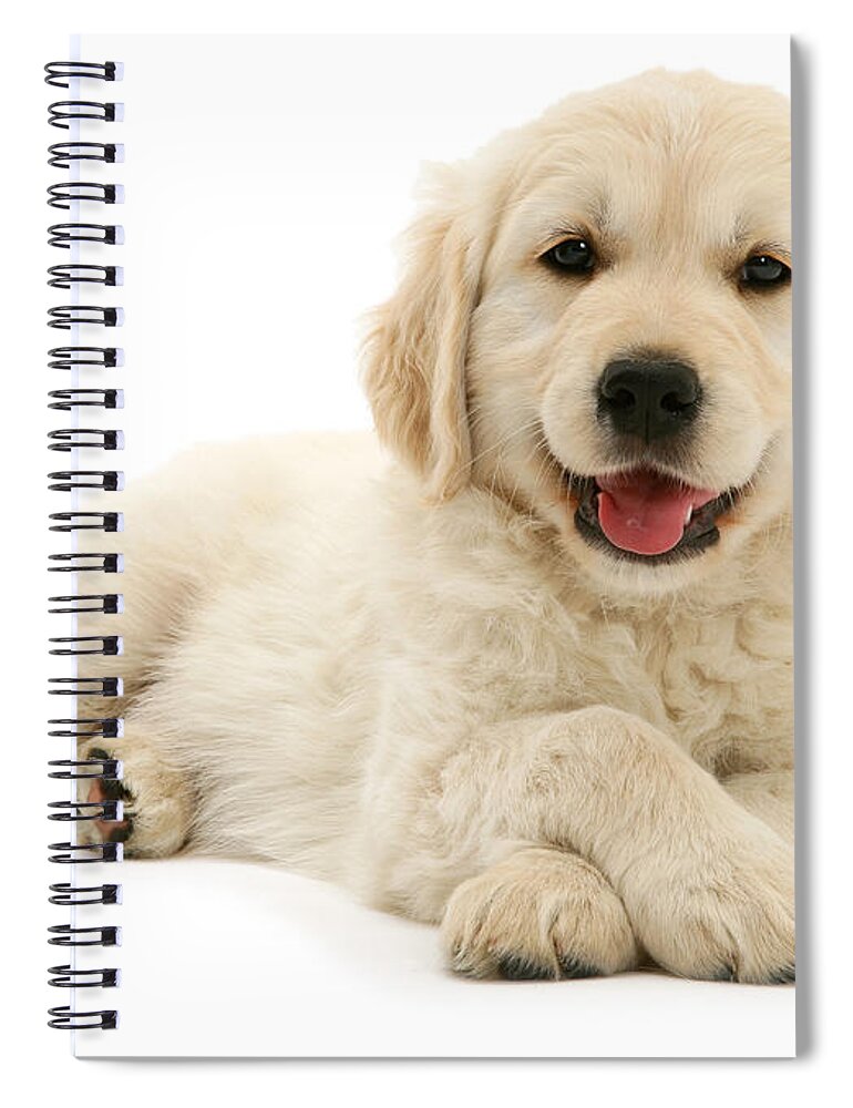 Golden Retriever Spiral Notebook featuring the photograph Paws Crossed Pup by Warren Photographic