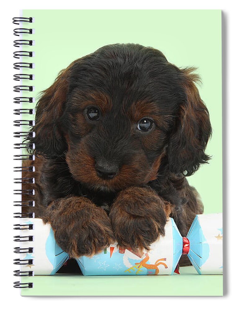 Cockapoo Spiral Notebook featuring the photograph Paws to pull a Cracker by Warren Photographic