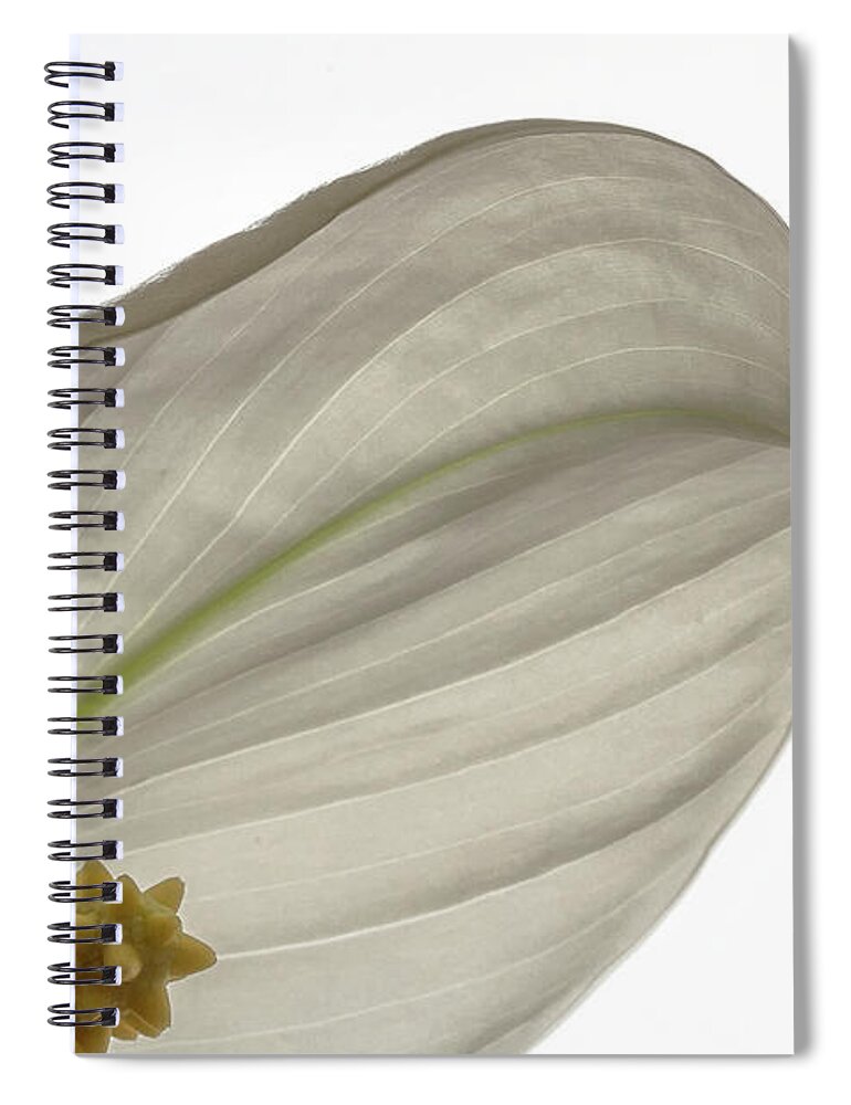 Plant Spiral Notebook featuring the photograph Peace Lily 2 by Shirley Mitchell