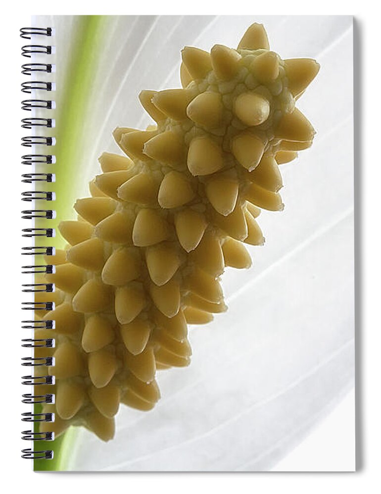 Plant Spiral Notebook featuring the photograph Peace Lily 3 by Shirley Mitchell