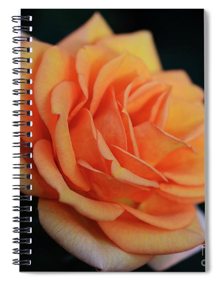Flowers Spiral Notebook featuring the photograph Peach Rose by Cindy Manero