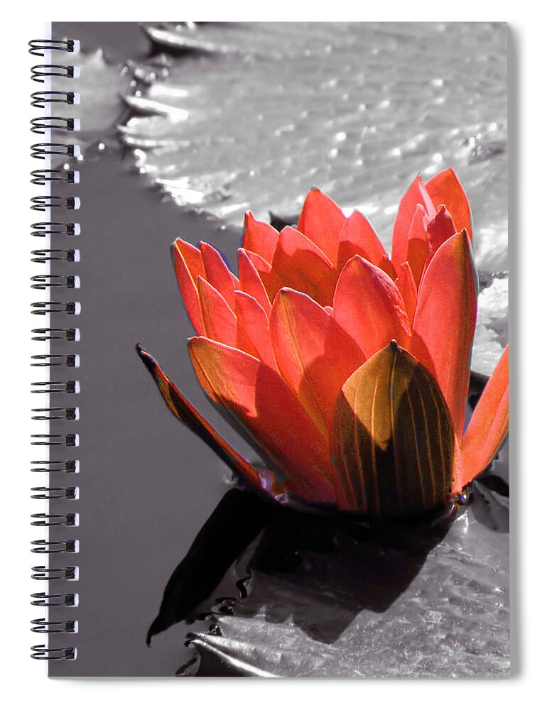 Water Lily Spiral Notebook featuring the photograph Peach Water Lily Selective Color by Rosalie Scanlon