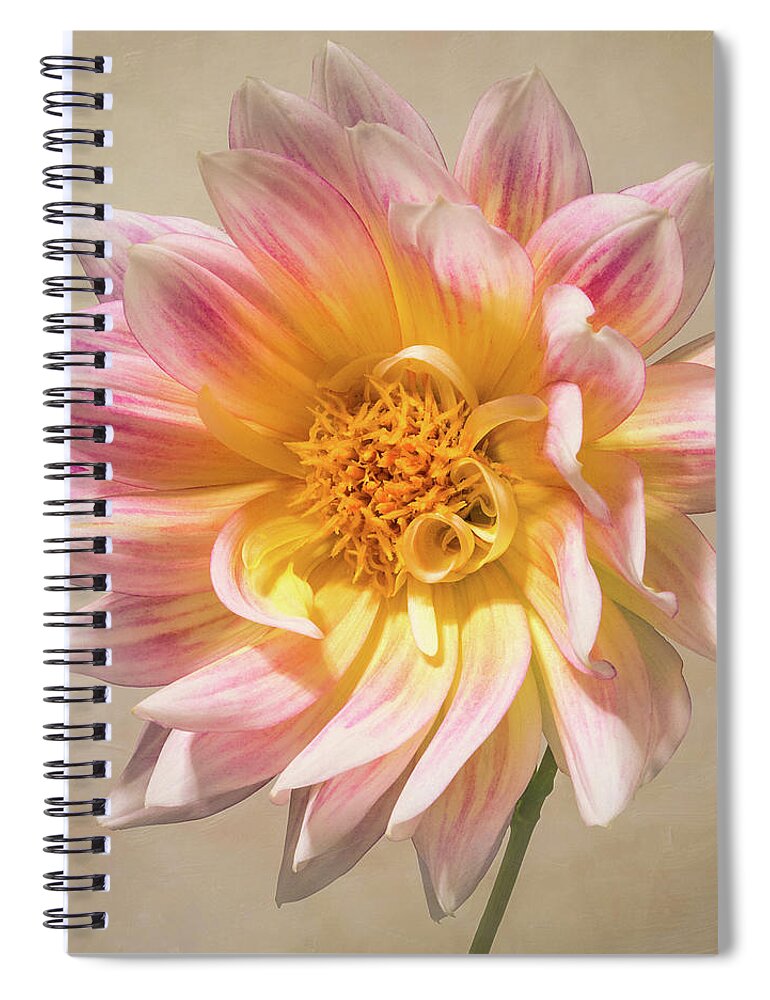 Flower Spiral Notebook featuring the photograph Peachy Pink Dahlia Close-up by Patti Deters