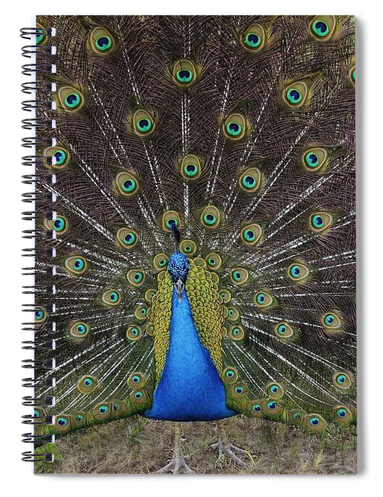 Peacock Spiral Notebook featuring the photograph Peacock Displaying Feathers by Bradford Martin