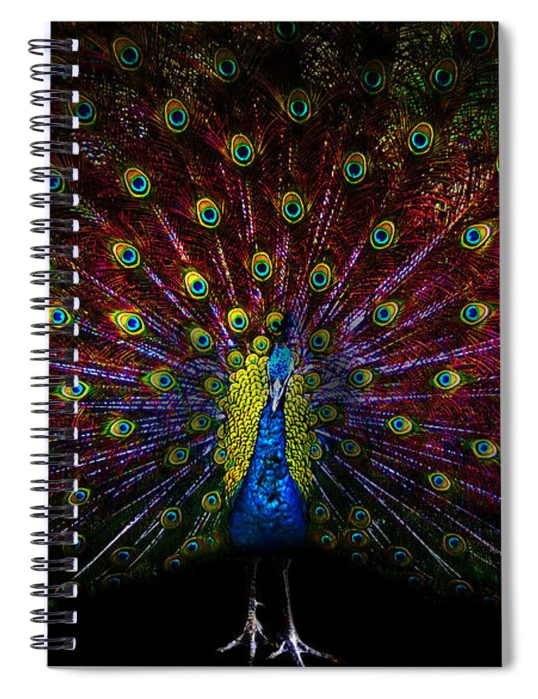 Peacock Spiral Notebook featuring the photograph Peacock by Jackie Russo