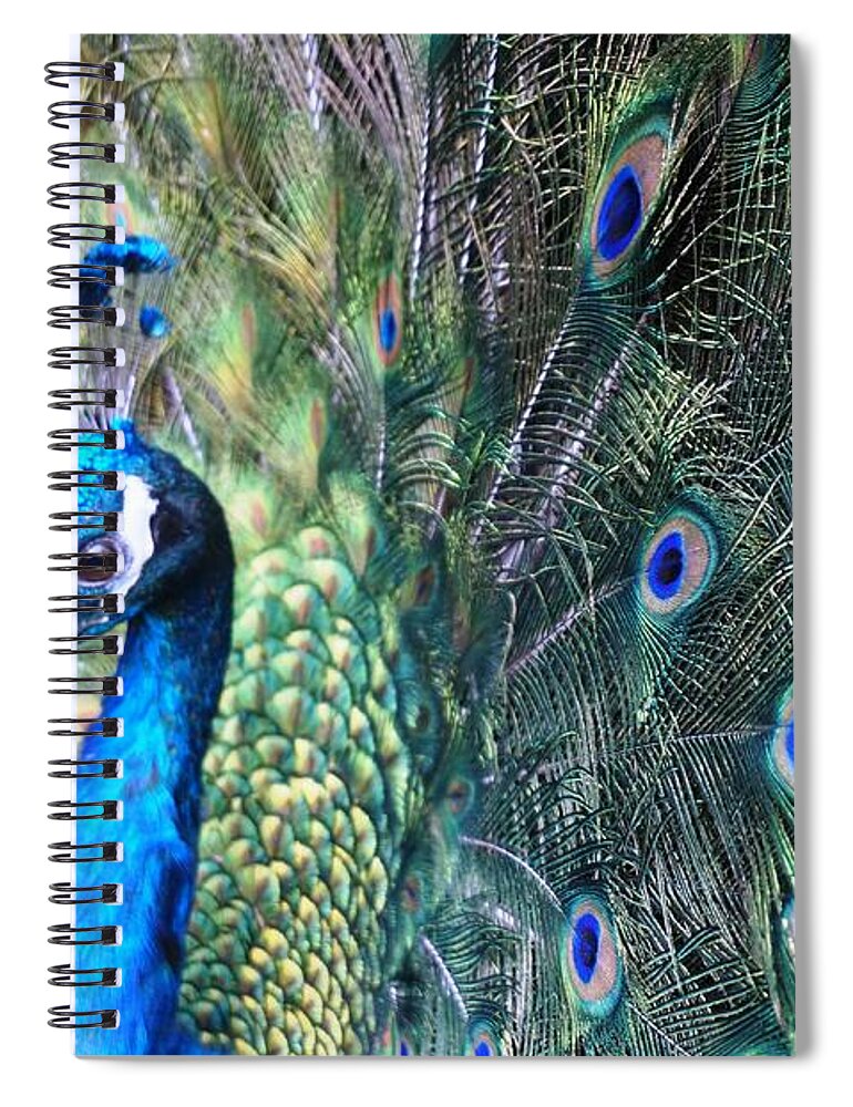 Peacock Spiral Notebook featuring the photograph Peacock by Julia Ivanovna Willhite