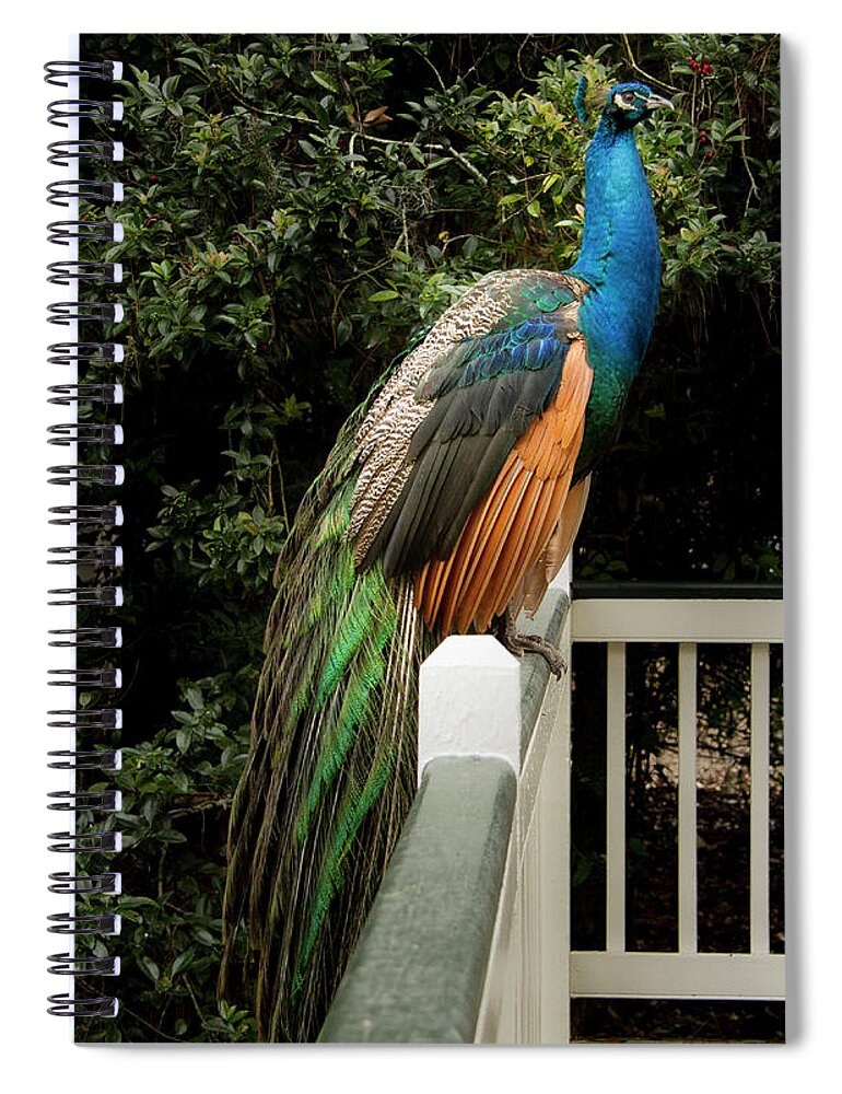 Jean Noren Spiral Notebook featuring the photograph Peacock on a Fence by Jean Noren