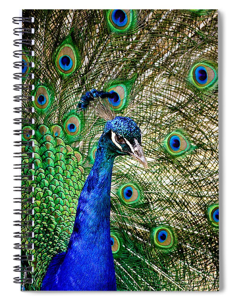 Cosley Spiral Notebook featuring the photograph Peacock Open Tail by Joni Eskridge