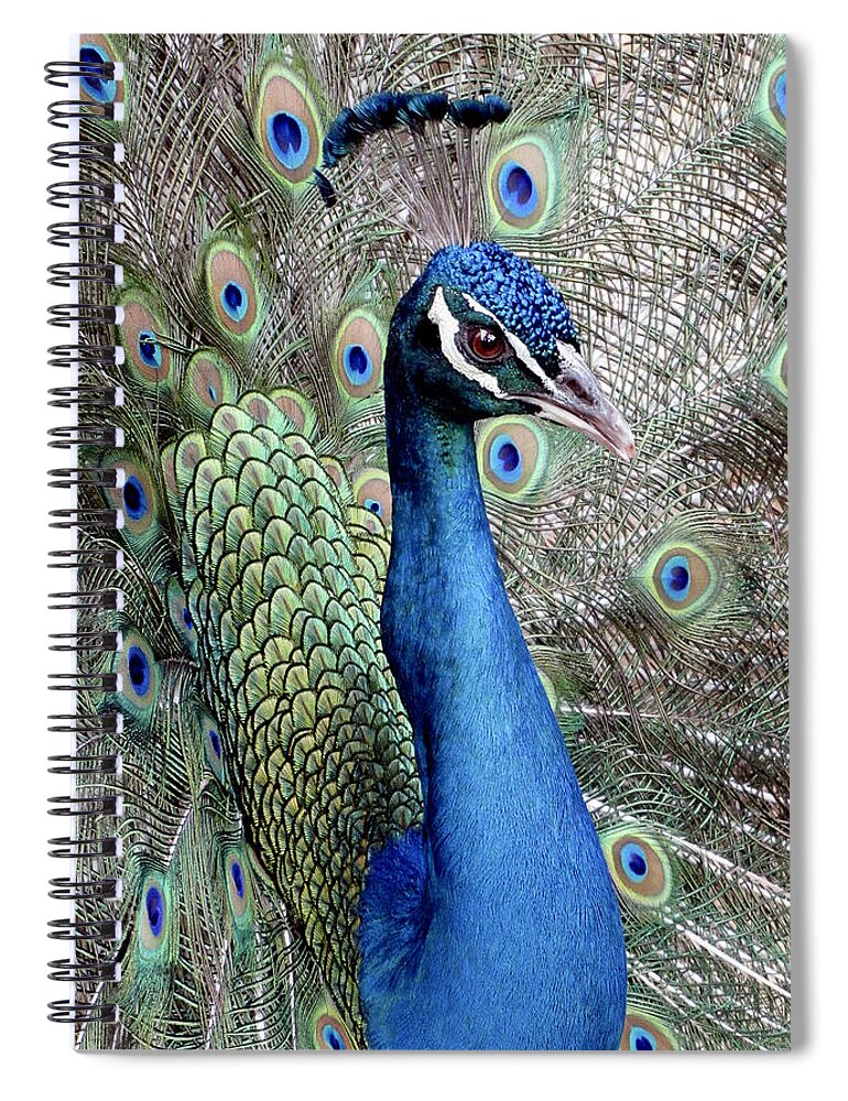 Peacock Spiral Notebook featuring the photograph Peacock Portrait by Bob Slitzan