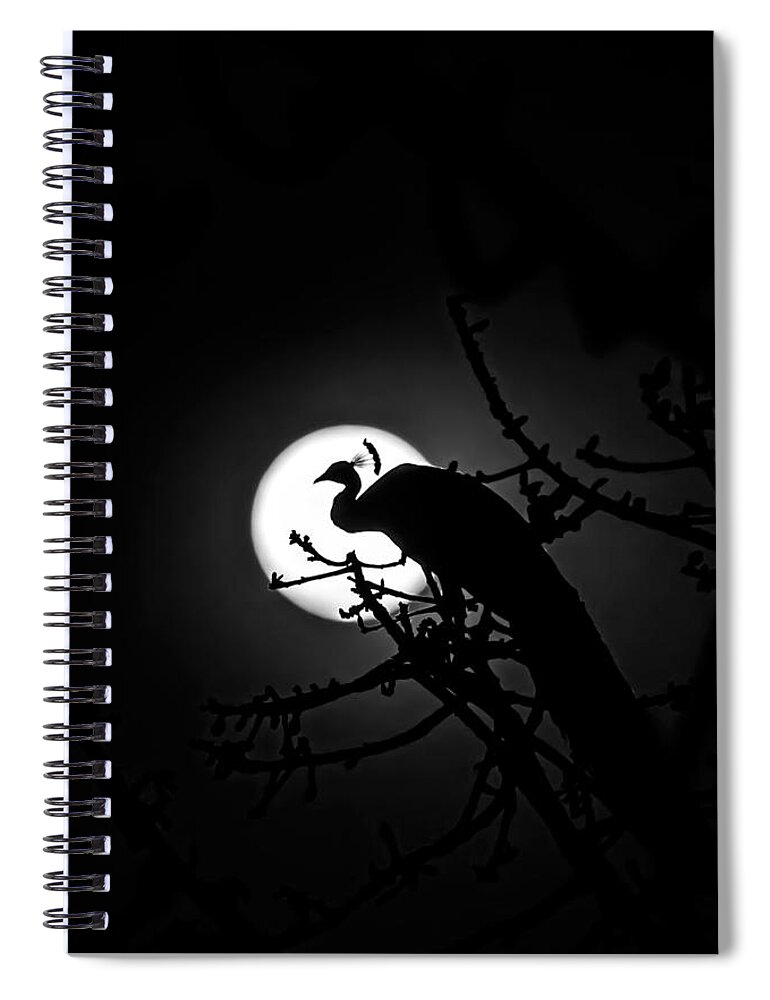 Peacock Spiral Notebook featuring the photograph Peacock roosting against full moon. by Ramabhadran Thirupattur