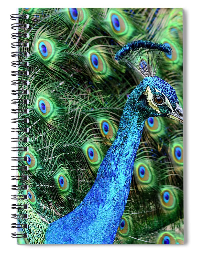 Peacock Spiral Notebook featuring the photograph Peacock by Steven Sparks