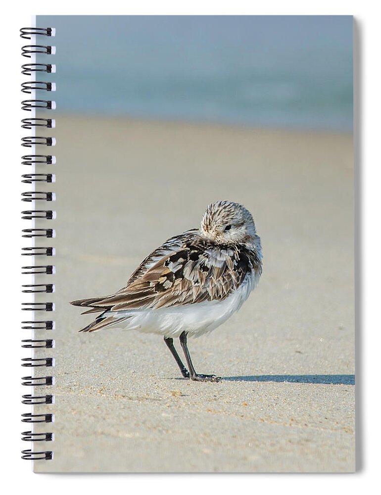 Beach Spiral Notebook featuring the photograph Peaking Bird, Square by Cyndi Goetcheus Sarfan