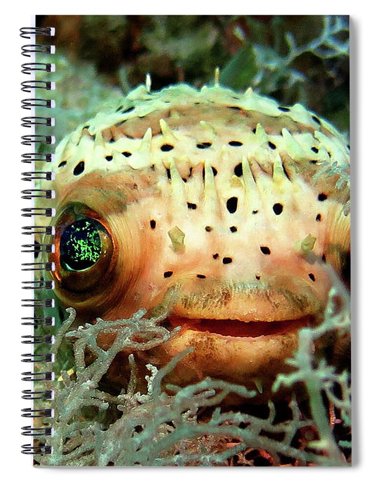 Underwater Spiral Notebook featuring the photograph Peek A Boo by Daryl Duda