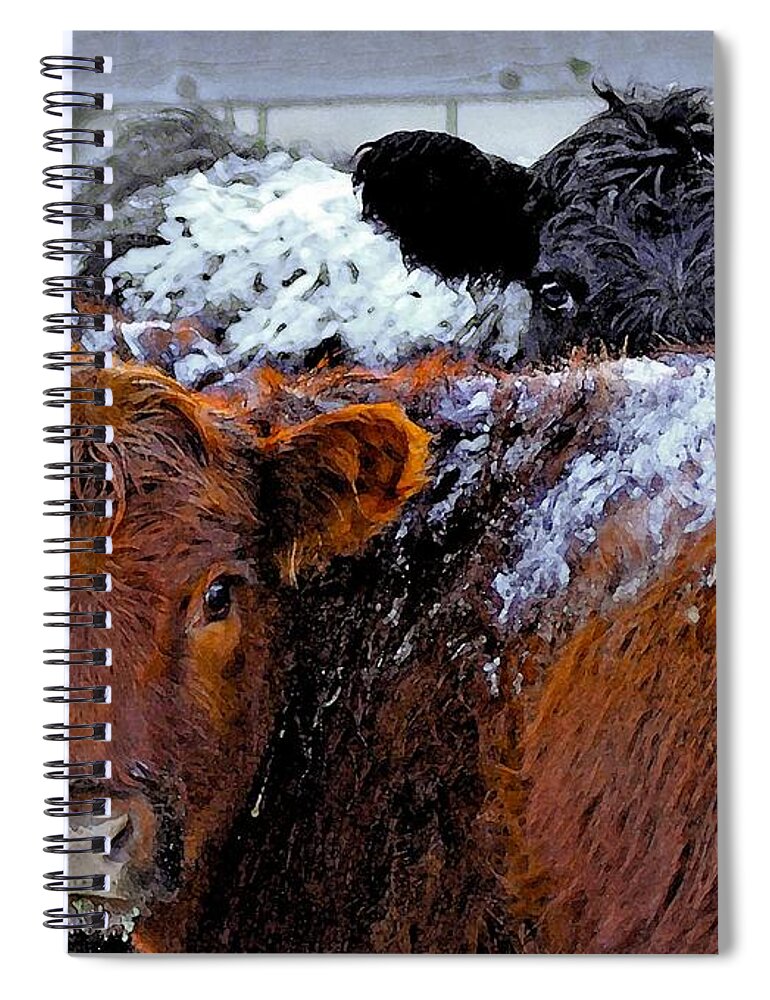 Heifers Spiral Notebook featuring the photograph Peek a Boo Heifers by Amanda Smith