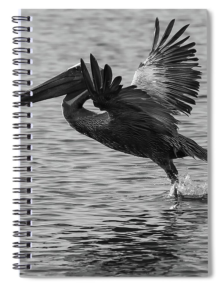 Wildlife Spiral Notebook featuring the photograph Pelican Flight by Dillon Kalkhurst