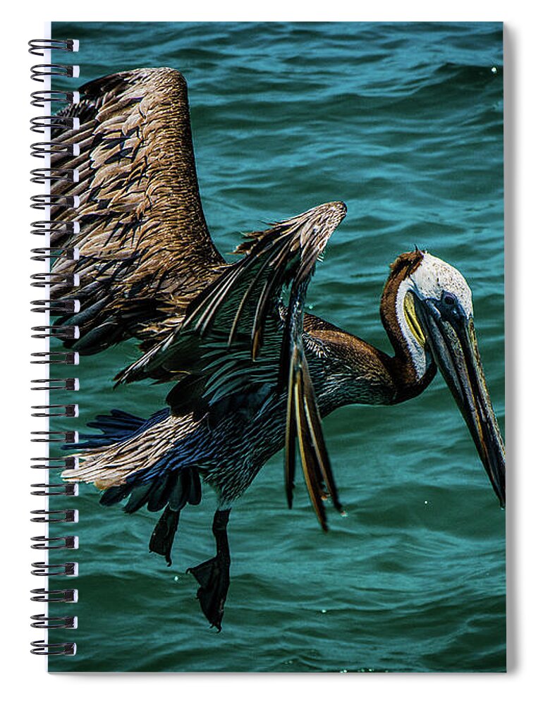 Landscape Spiral Notebook featuring the photograph Pelican Glide by Jason Brooks