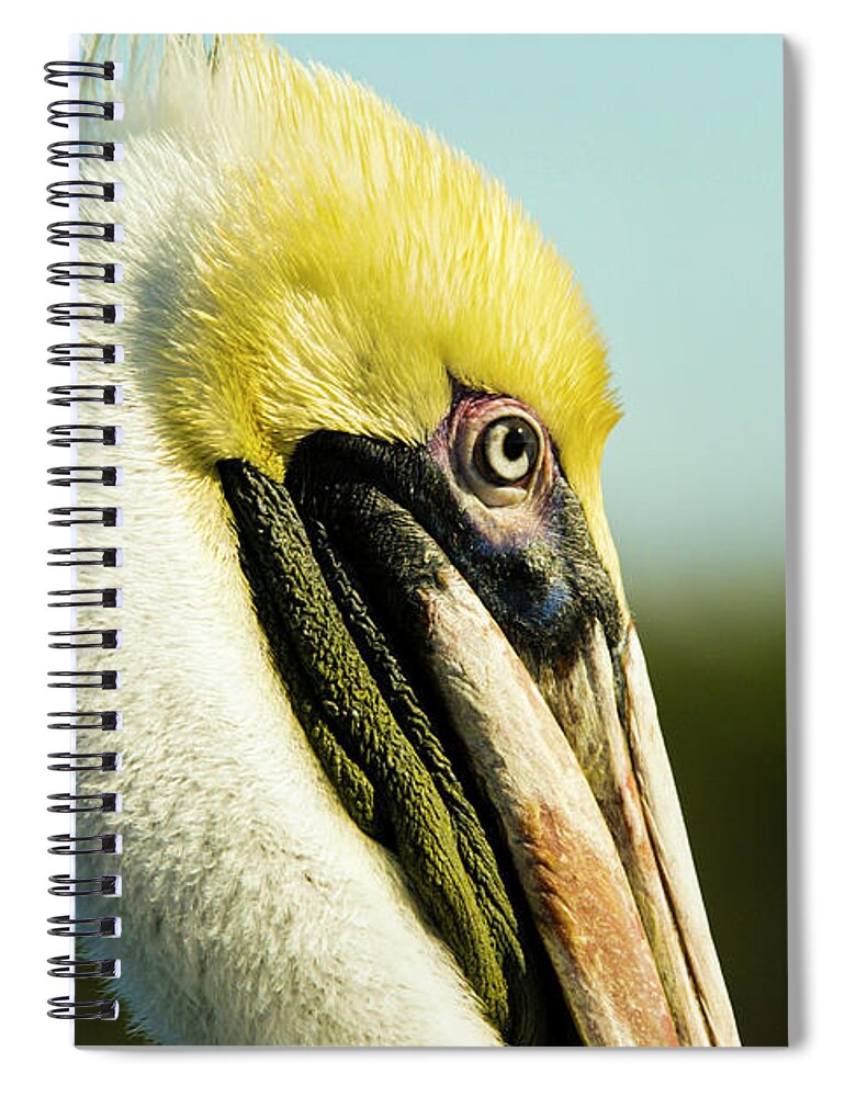 Pelican Spiral Notebook featuring the photograph Pelican by Jason Hughes