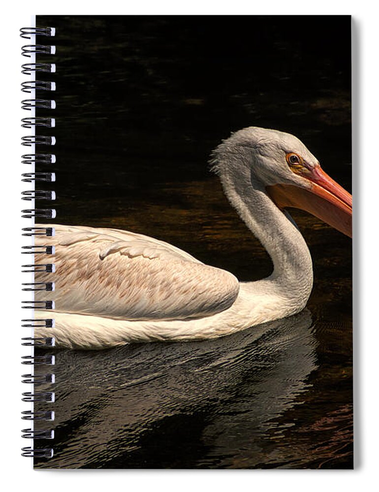 Pelican Spiral Notebook featuring the photograph Pelican Swimming in Salisbury by Bill Swartwout