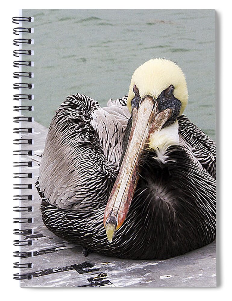 Bird Spiral Notebook featuring the photograph Pelican with Friend by Bob Slitzan