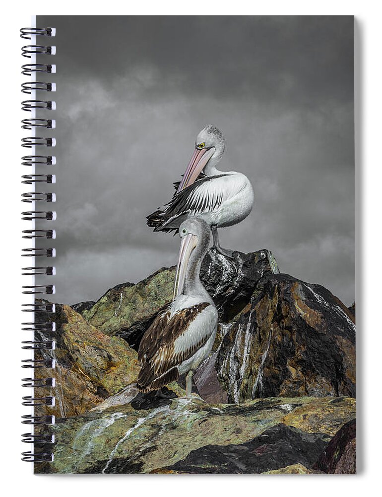 Pelican Spiral Notebook featuring the photograph Pelicans On Rocks by Racheal Christian