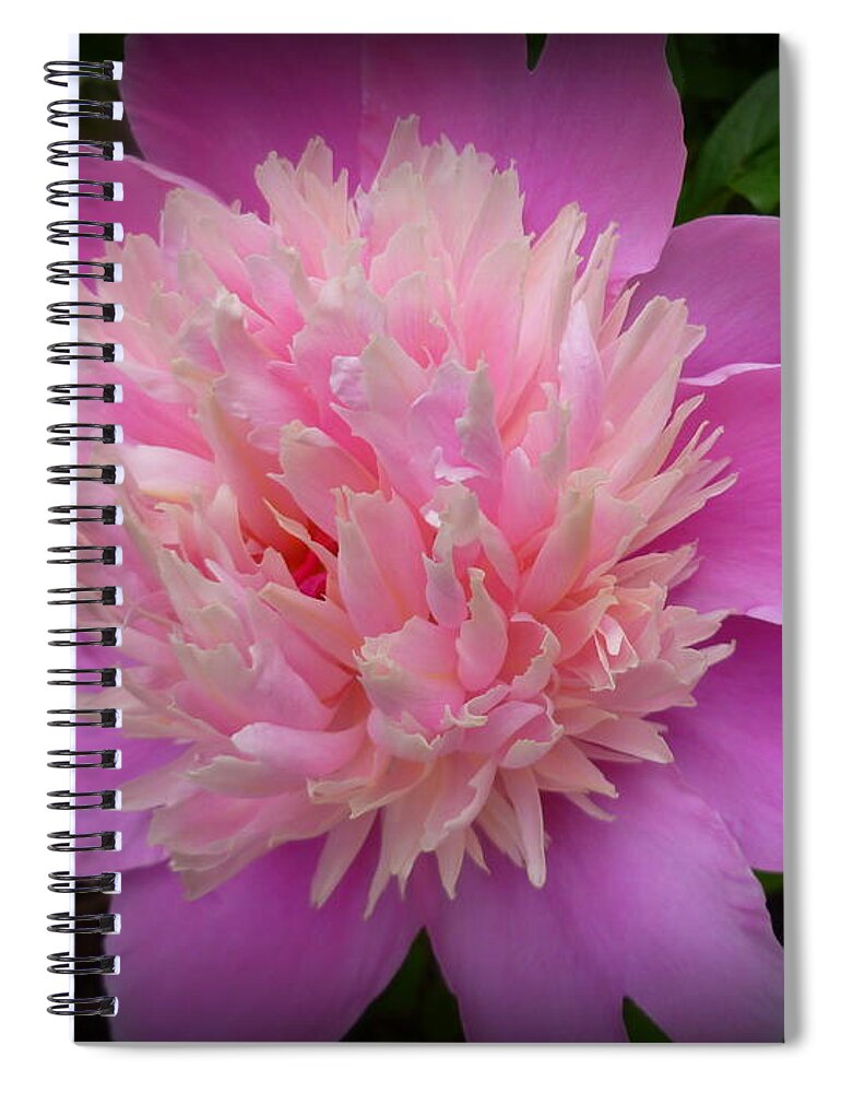 Beauty Spiral Notebook featuring the photograph Peony Bowl of Beauty by Lingfai Leung