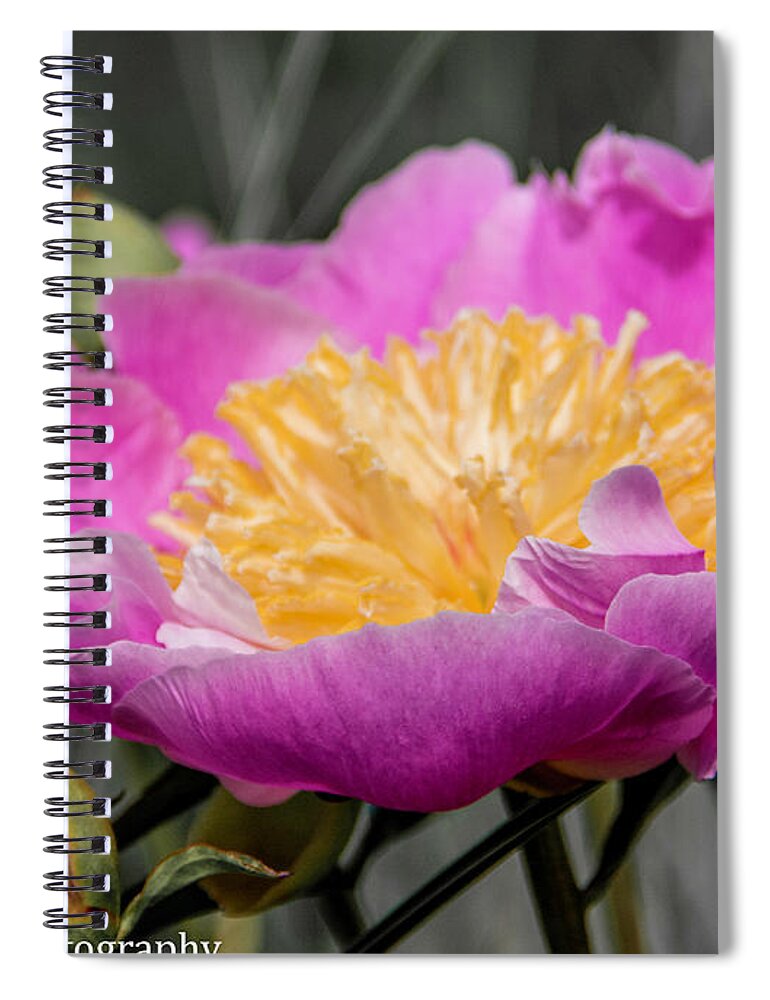 Flowers Spiral Notebook featuring the photograph Peony by John Greco