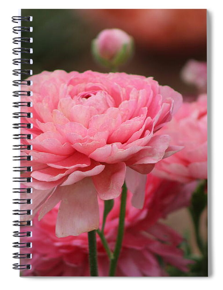 Pink Ranunculus Spiral Notebook featuring the photograph Peony Pink Ranunculus Closeup by Colleen Cornelius