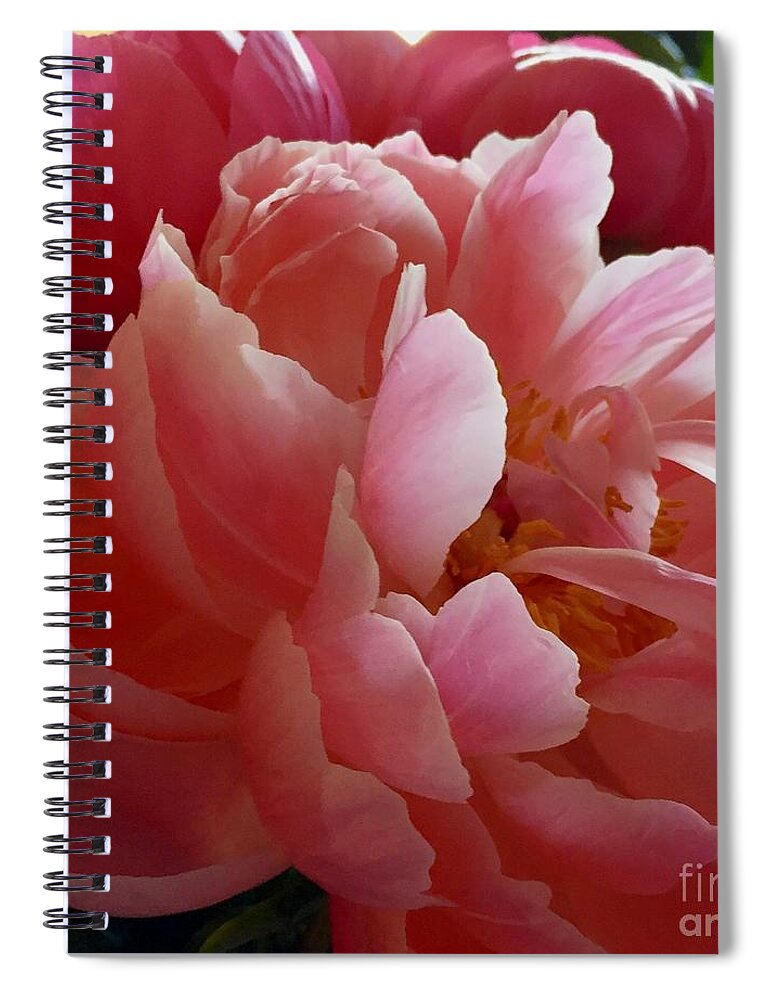 Peonies Light Pink Spiral Notebook featuring the photograph Peony Series 1-2 by J Doyne Miller