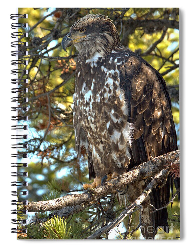 Golden Eagle Spiral Notebook featuring the photograph Perched And Camouflaged by Adam Jewell