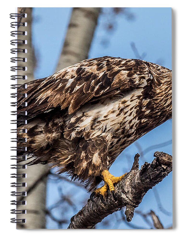 Bald Eagle Spiral Notebook featuring the photograph Perched juvenile Bald Eagle by Paul Freidlund