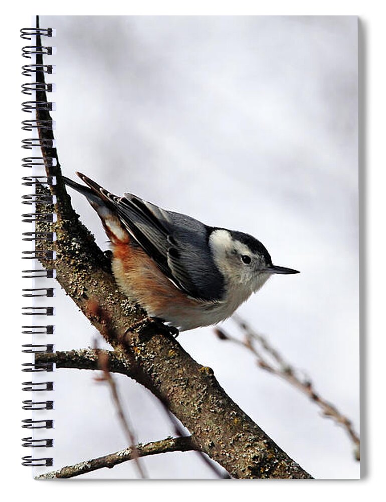 Nuthatch Spiral Notebook featuring the photograph Perched Nuthatch by Debbie Oppermann