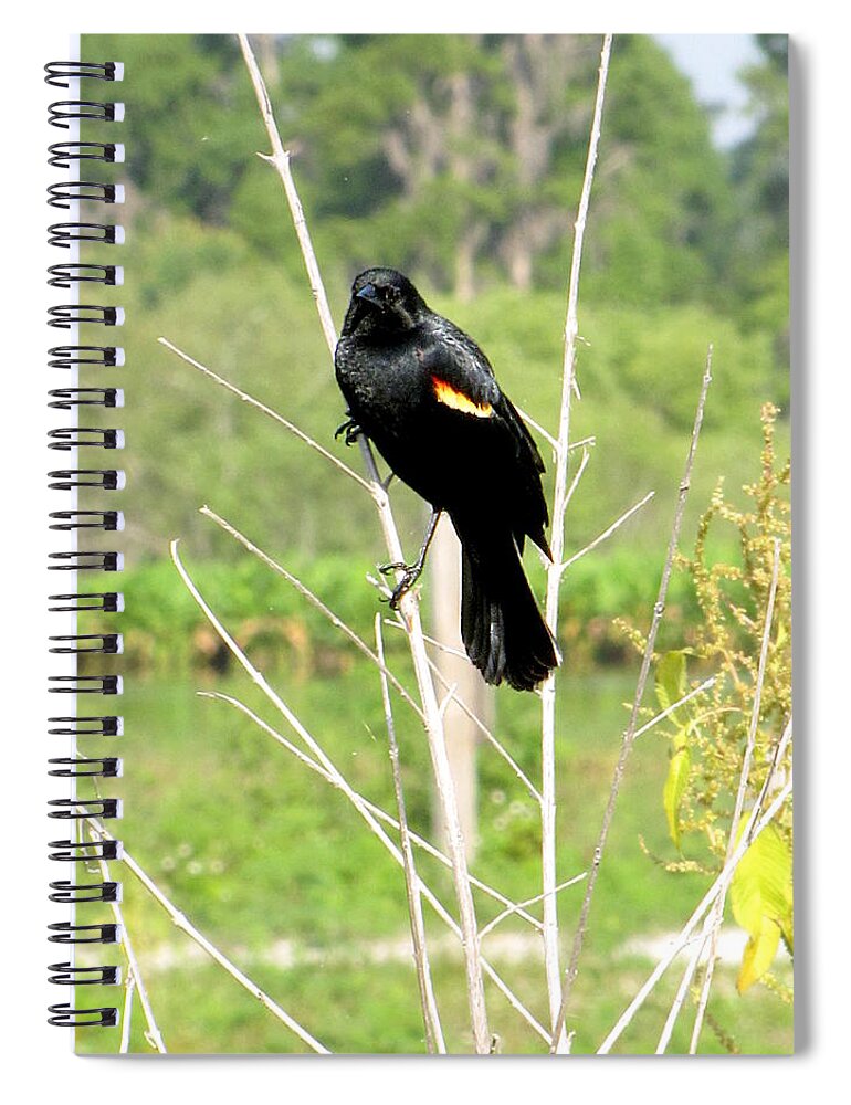 Red-winged Blackbird Spiral Notebook featuring the photograph Perched Redwing Blackbird by Christopher Mercer