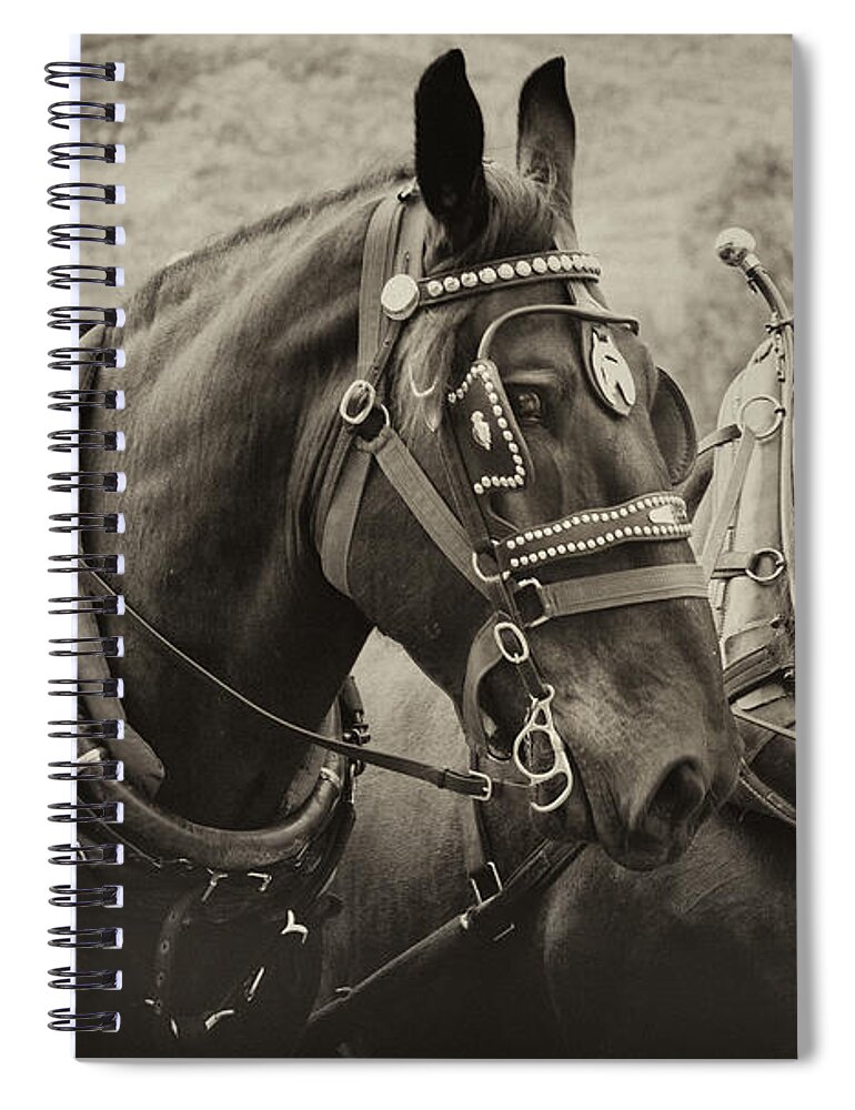 Percheron Spiral Notebook featuring the photograph Percheron Black Beauties by Theresa Tahara