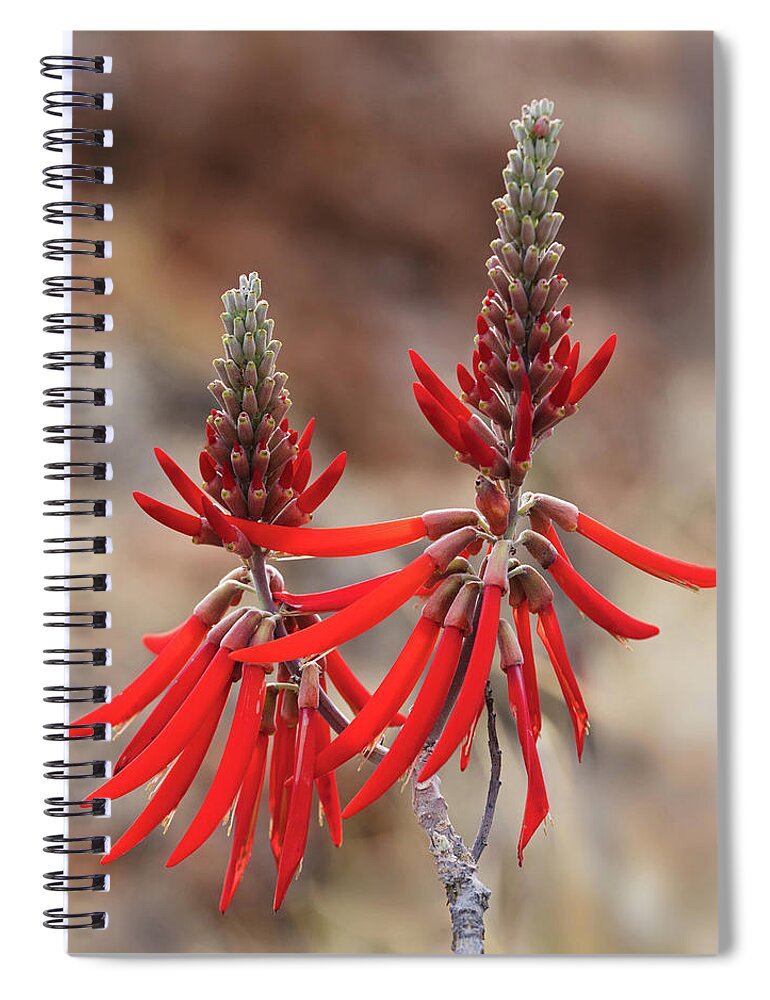 Tom Daniel Spiral Notebook featuring the photograph Perfect Coral Bean by Tom Daniel