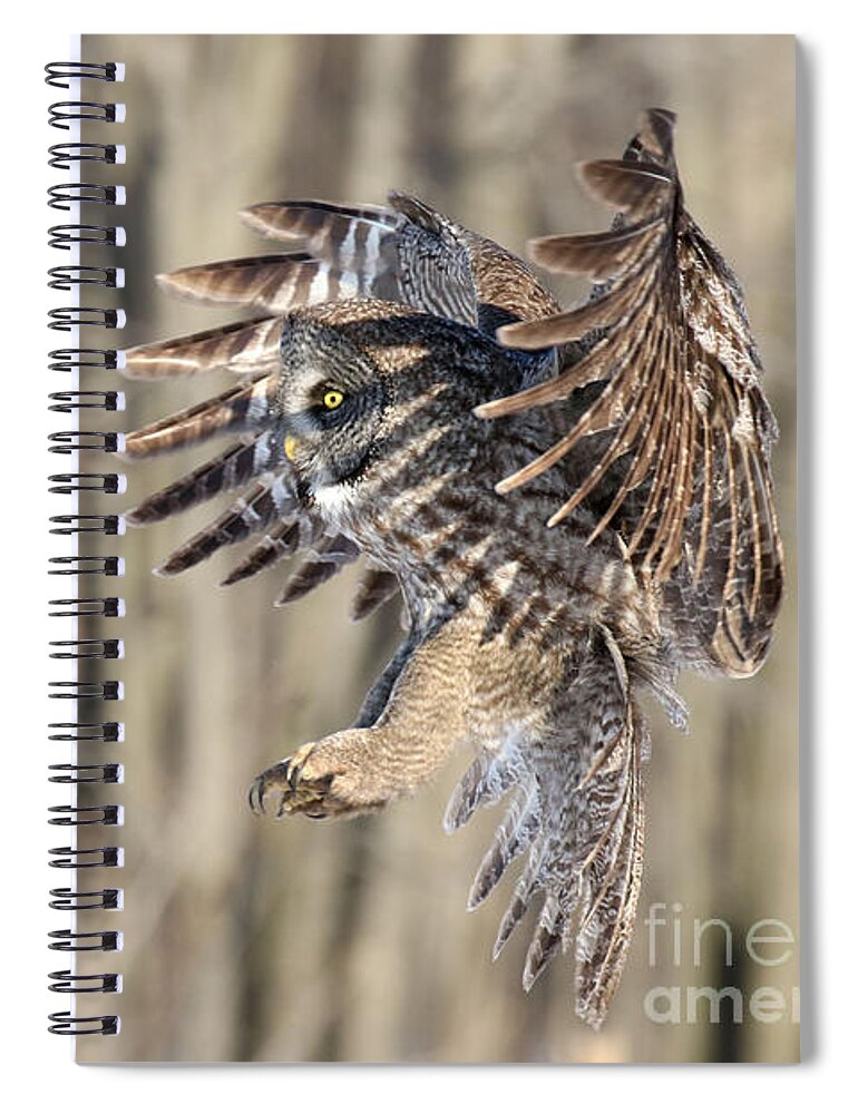 Owls Spiral Notebook featuring the photograph Perfect Shadow by Heather King