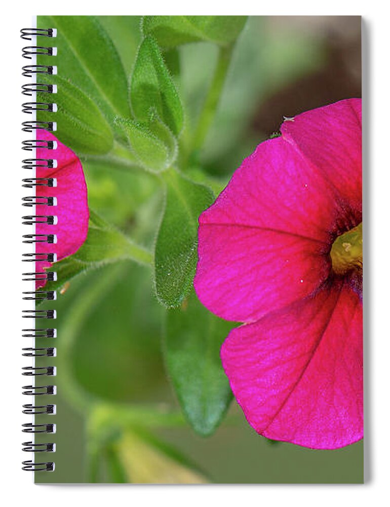 Periwinkle Spiral Notebook featuring the photograph Periwinkle by Timothy Anable