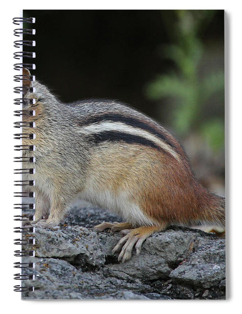 Eastern Chipmunk Spiral Notebook featuring the photograph Perky by Doris Potter