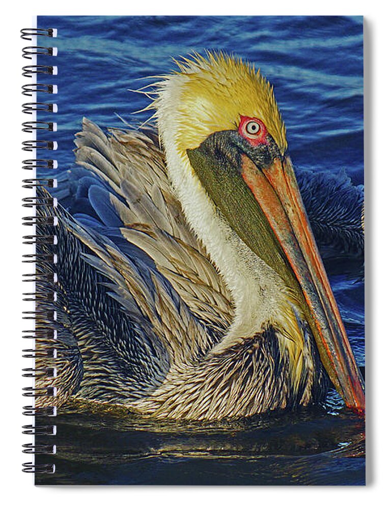 Bird Spiral Notebook featuring the photograph Perky Pelican II by Larry Nieland