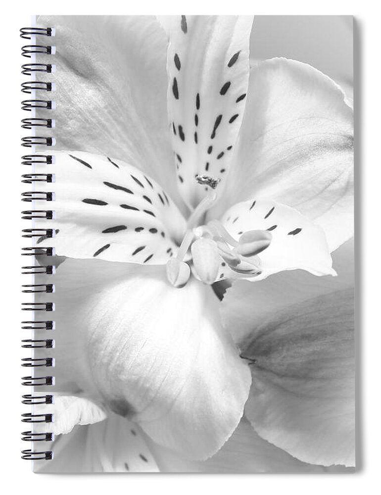 Flowers Spiral Notebook featuring the photograph Peruvian Beauty by Anita Oakley