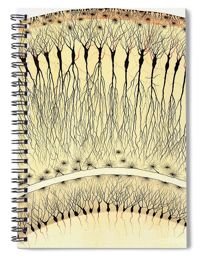 History Spiral Notebook featuring the photograph Pes Hipocampi, Camillo Golgi by Science Source