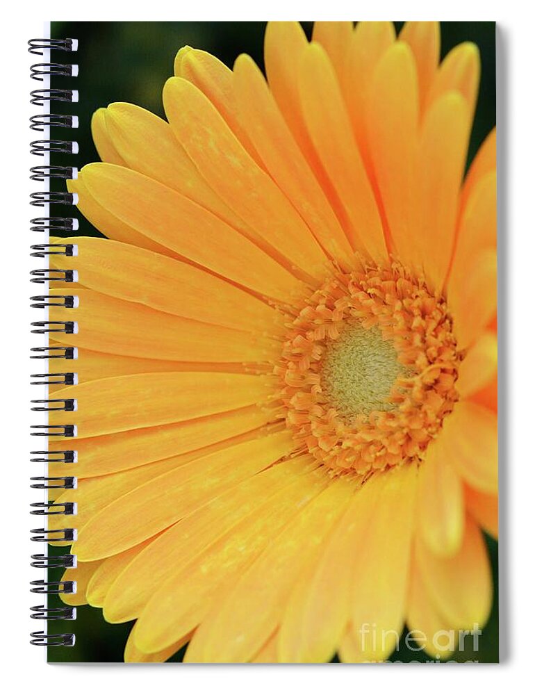 Flowers Spiral Notebook featuring the photograph Petal Power by Cindy Manero